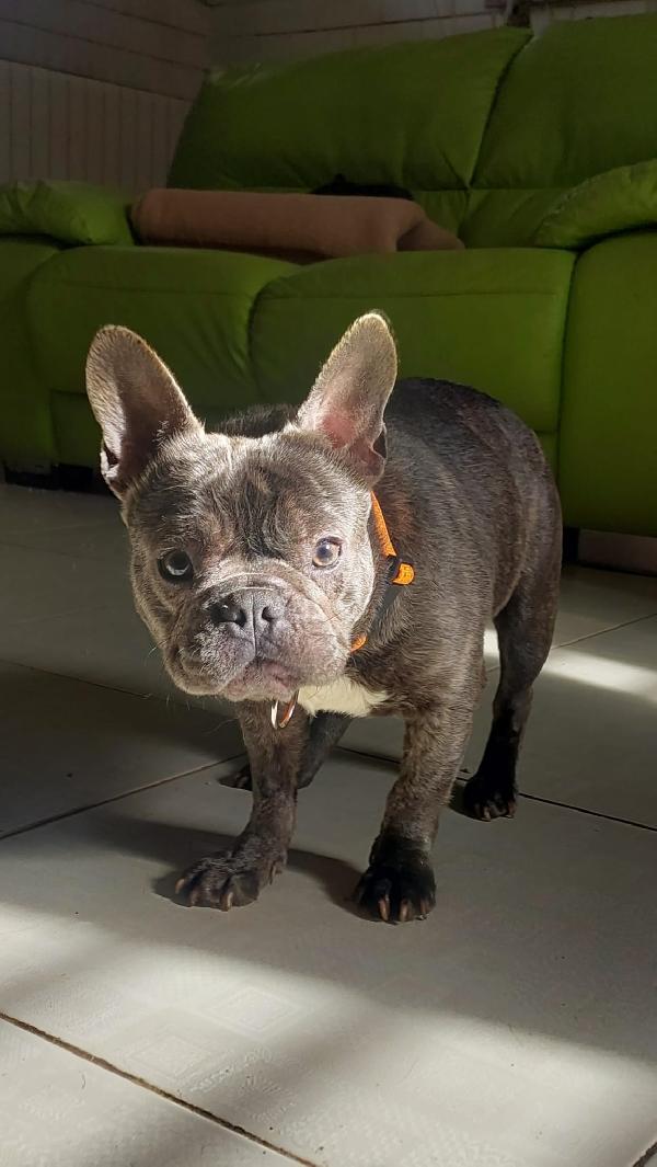 Shamus Cerca Famiglia. Info adozione Monica 3890238584 Foto 5